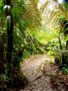 foret_tropicale