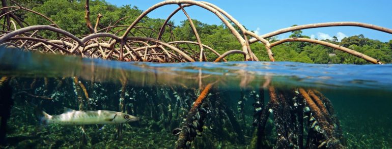 Balade En Guadeloupe dans la Mangrove à Sainte Rose, pour une journée découverte