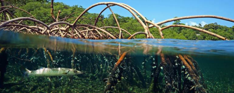 Balade En Guadeloupe dans la Mangrove à Sainte Rose, pour une journée découverte