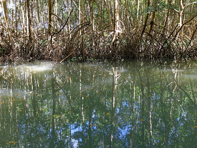mangrove martinique 3