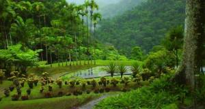 le Jardin Balata