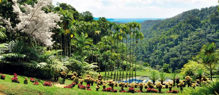 Découvrez le Jardin de Balata en Martinique