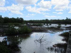 Mangrove à Port-Louis
