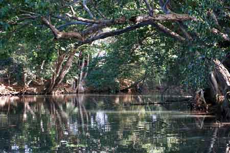 mangrove grand cul de sac marin
