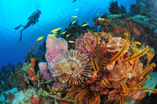 La Martinique, idéale pour la plongée sous-marine