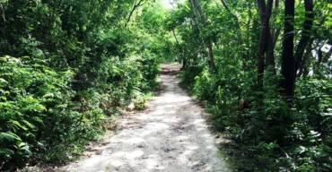 Le sentier de Murat à Marie-Galante