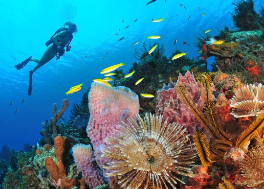 Plongée avec palmes, masque et tuba en Martinique - Au départ des