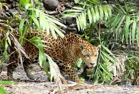 Zoo de Martinique