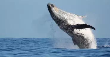 Observer les baleines et les dauphins en Guadeloupe