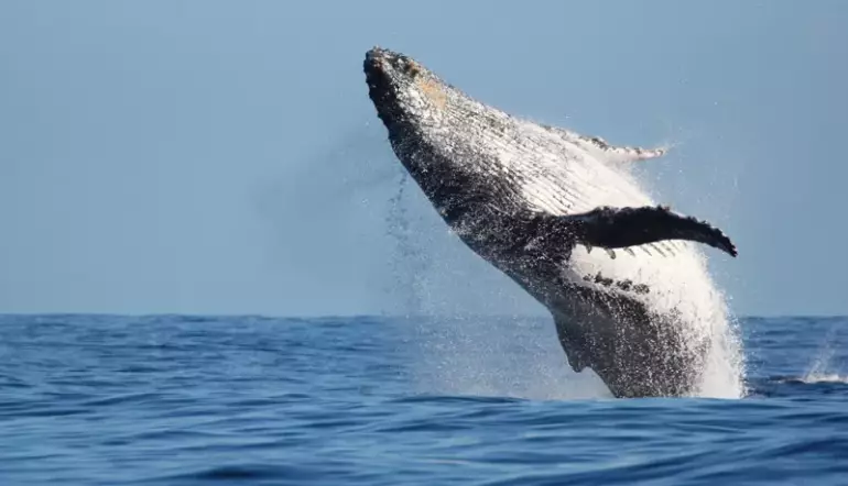 Observer les baleines et les dauphins en Guadeloupe
